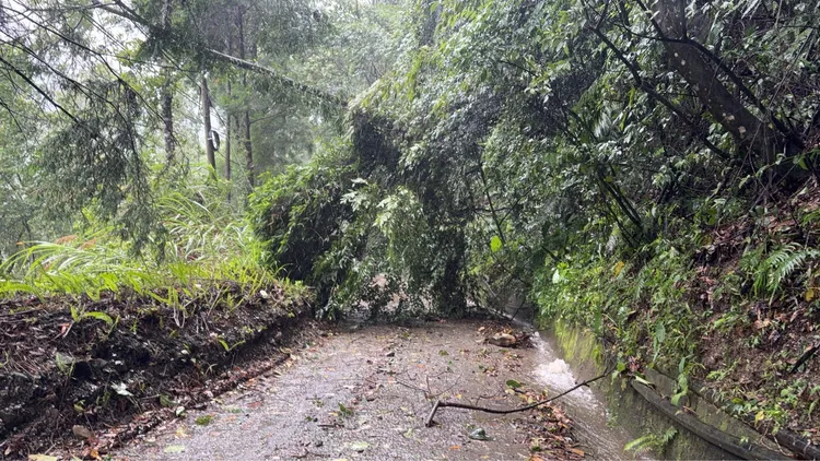 仁愛鄉山區道路處處有路樹倒塌。仁愛鄉公所提供