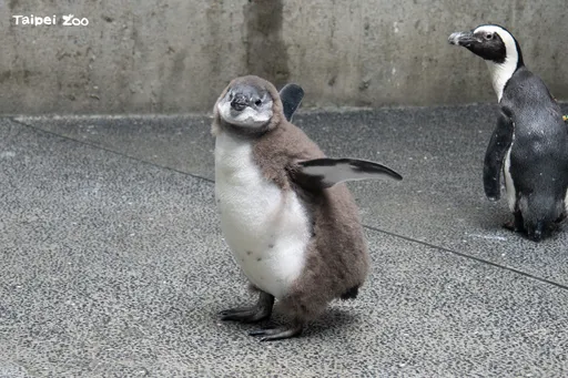 萌翻了！北市動物園迎6隻黑腳企鵝寶寶　最小出生不到巴掌大、最快暑假亮相