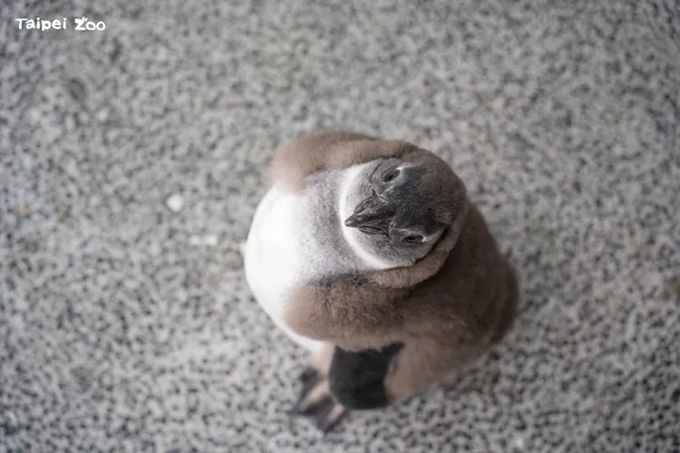 黑腳企鵝寶寶。北市動物園提供