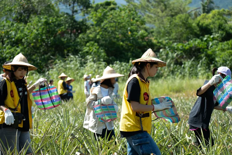 在志工們的陪伴下，院生們開心採收鳳梨，體驗臺東地方創生。財團法人江許笋文教基金會提供