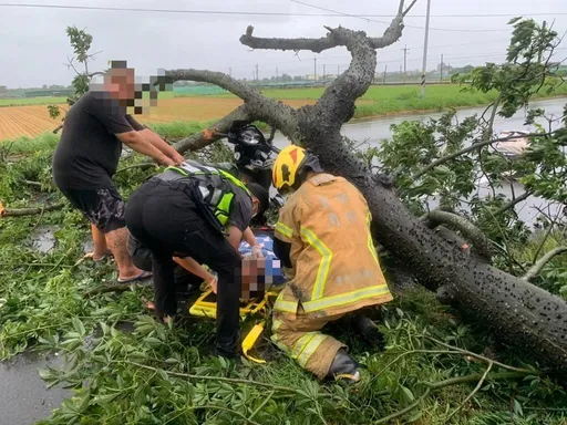 雲林大樹突倒下重壓女騎士　臉部撕裂傷送醫