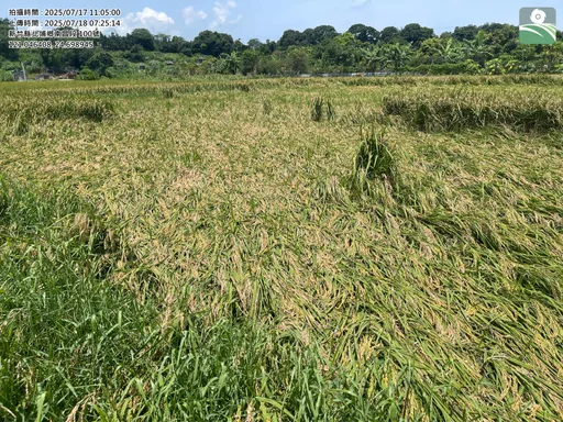 巴威颱風逼近！新竹縣發布農漁畜防颱指引　提醒善用APP拍照自證