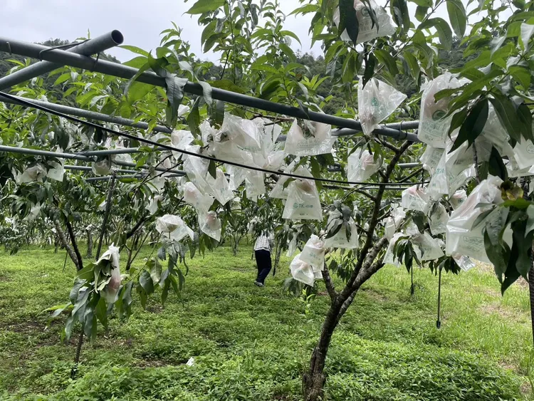 瓜果栽培架應加強固定。資料照片