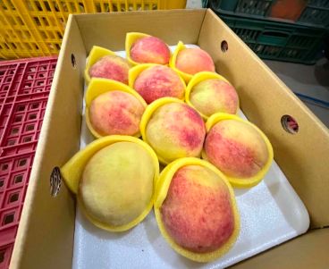 巴威颱風重創水蜜桃產區 徐欣瑩、楊文科發起緊急認購