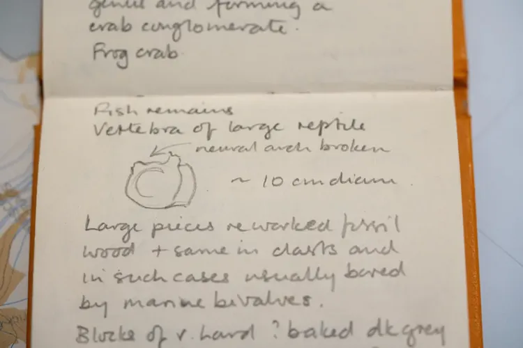 地質學家湯姆森在筆記中畫出化石外觀。翻攝英國南極勘測網站