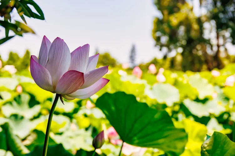 桃園蓮花季今天登場。農業局提供