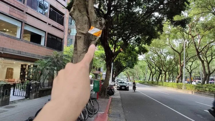 台北市工務局公園處指出，部分行道樹主幹因樹形發展等出現歪斜，可能影響道路淨空，因此設置警示帶提醒用路人。台北市工務局提供