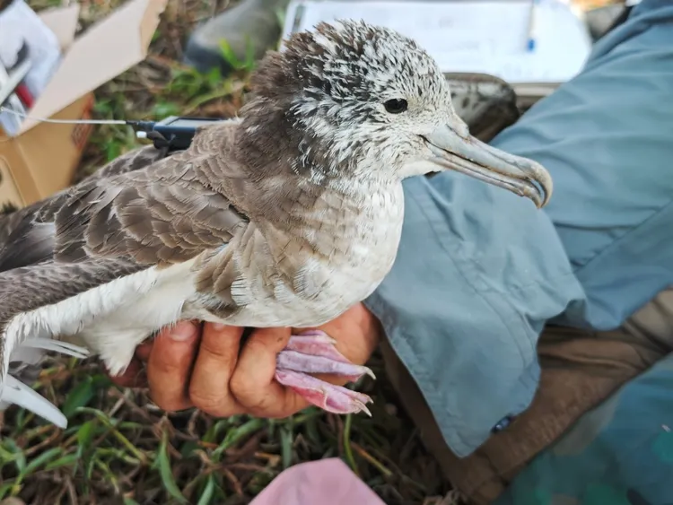 沃旭能源推動鳥類棲地營造行動，提升遷徙鳥類棲地品質。公司提供