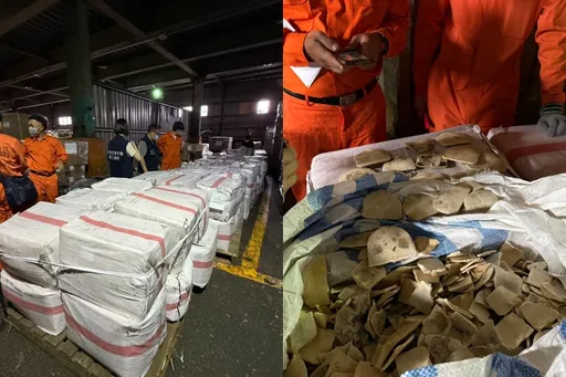 黑市值2千萬！5.3噸龜板闖關遭截　二級保育「安布閉殼龜」恐遭殺上萬隻