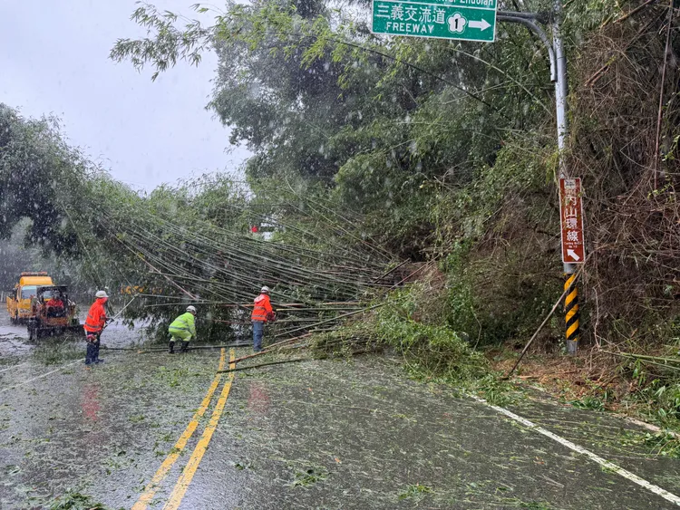 卓蘭鎮台三線與苗52線路口的竹林整片倒塌。警方提供