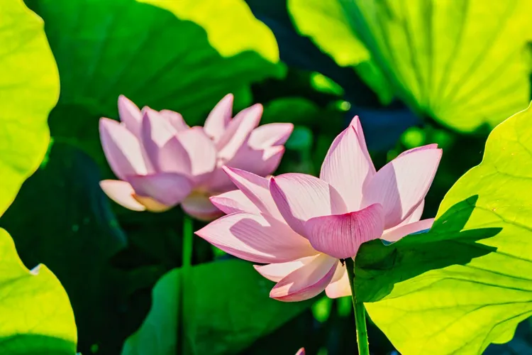 桃園蓮花。農業局提供