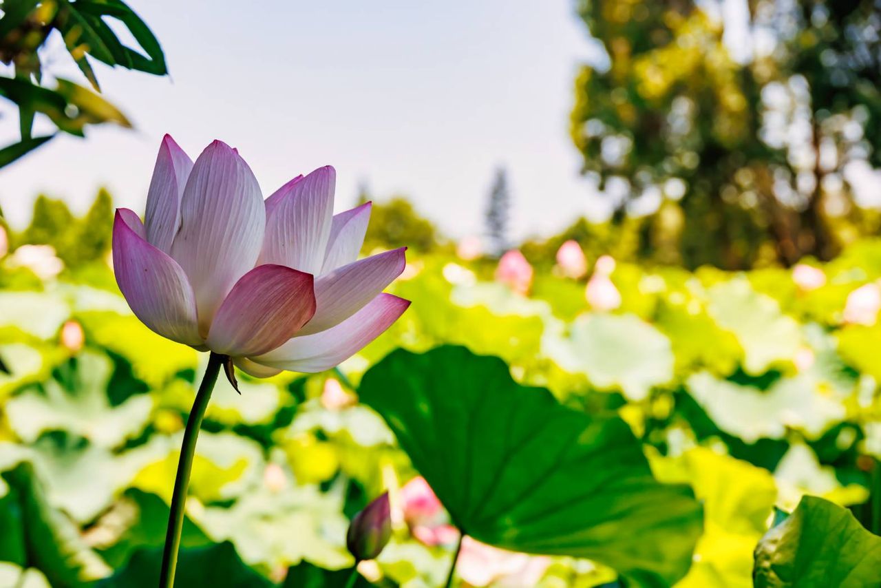 桃園蓮花季7/4登場 6大主題裝置打造夏日賞花盛宴