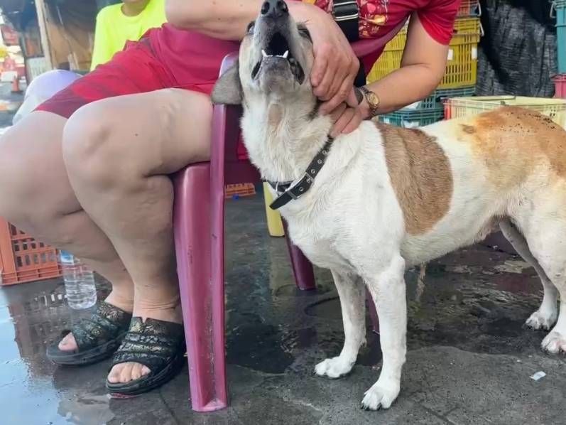 花蓮重慶市場鐵皮屋火警 忠犬來福撞門救她一命