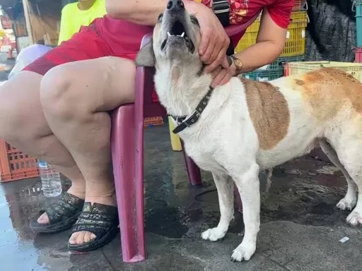 花蓮重慶市場鐵皮屋火警　忠犬來福撞門救她一命