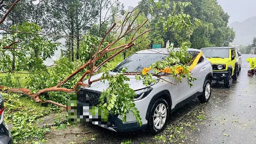北市217件颱風災情「路樹倒塌最多」　市府提醒：最大風雨還沒到