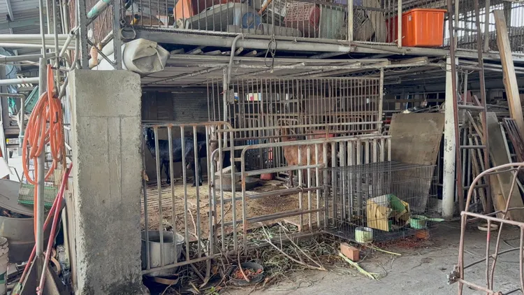 李男非專業飼養戶，羊隻都是自行在外收購，剩餘羊隻等待銷毀中。民眾提供