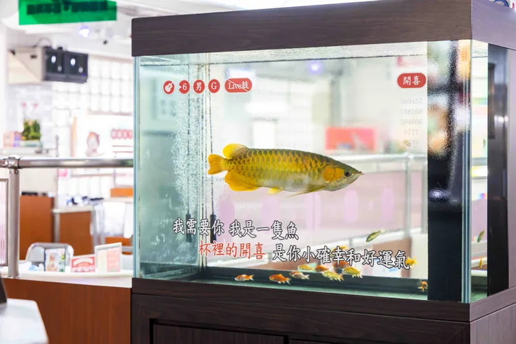 店內魚缸化身經典歌曲 MV 畫面，打造真假交錯的趣味視覺。業者提供