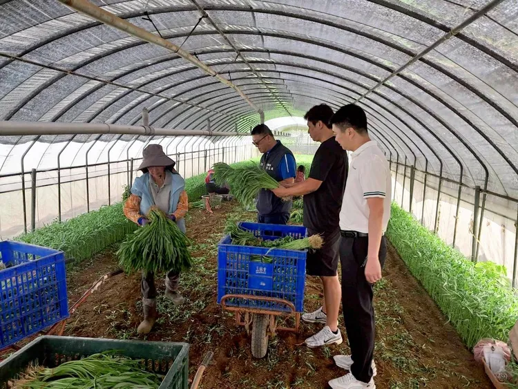 農友搶收蔬菜。農業局提供