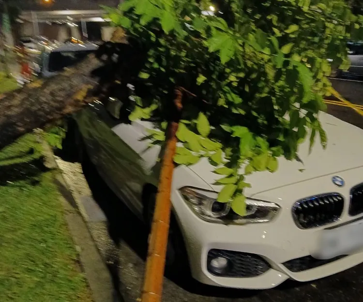 女車主愛車才跟從保養廠出來三天，就被路樹壓壞，又得回廠維修。翻攝畫面