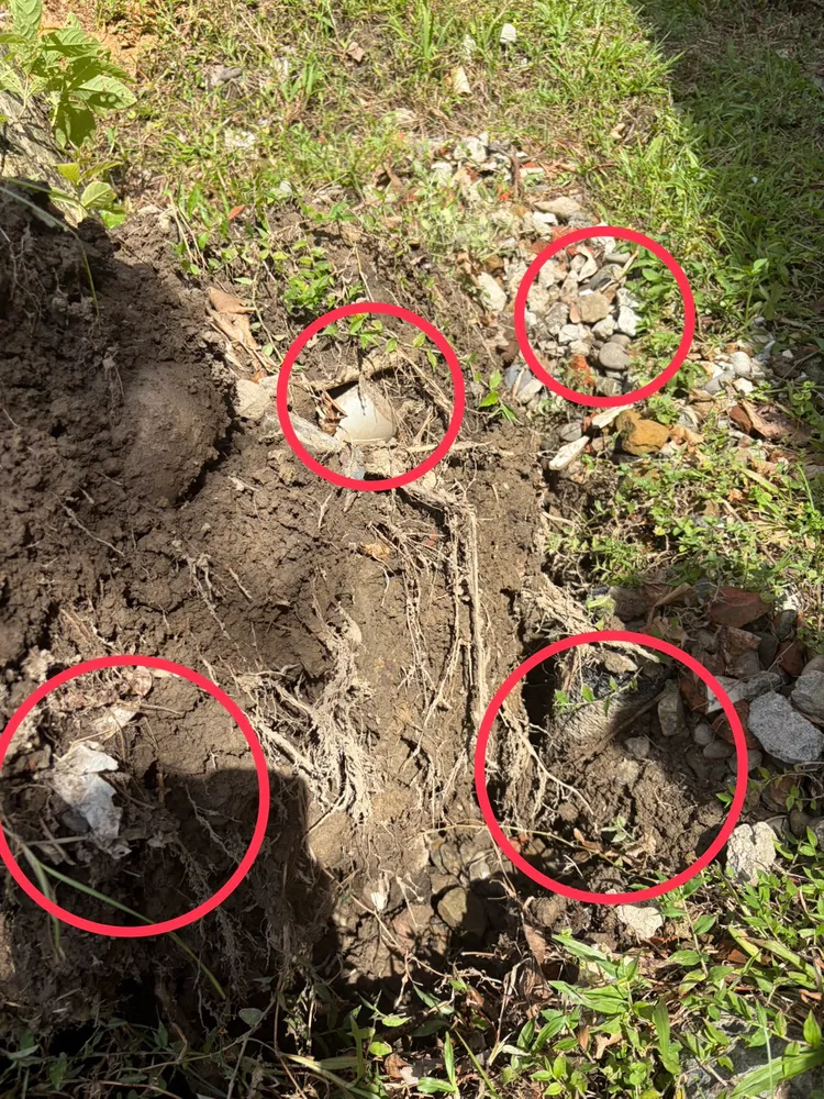倒塌路樹根部細到一扯就斷，且土地裡多是塑膠垃圾，顯示已無土地抓地力，猶如豆腐渣工程。投訴人提供