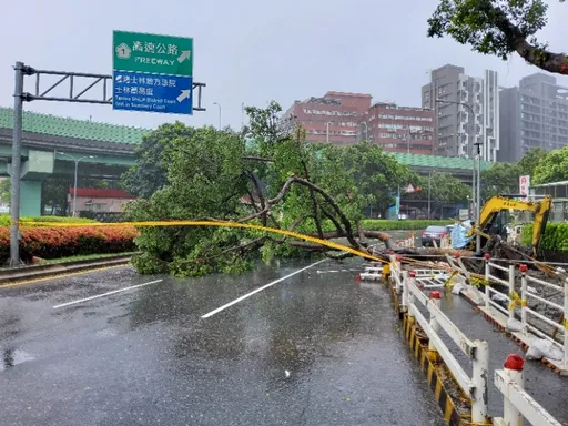 巴威強風吹倒北市10米高路樹！警到場拉起封鎖線