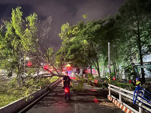 巴威颱風過境！台中多起路樹倒塌　警冒雨交管通報清除障礙