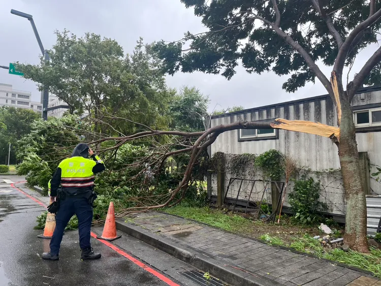 西屯區僑大一街路樹倒塌。民眾提供