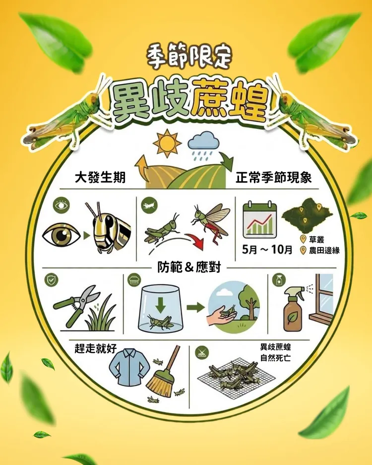 新北市農業局說正逢異歧蔗蝗「大發生期」，屬於正常的季節性現象。圖取自新北市農業局臉書