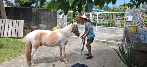 一句承諾守一生！七旬老農接手亡妹4匹小馬　每月自掏4萬元圓遺願