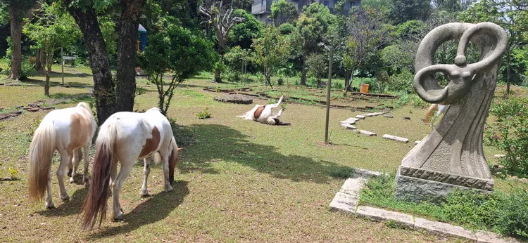 小馬們到綠地優閒打滾吃草，前後任的飼主是一對兄妹，寄託著滿滿的愛。動保處提供