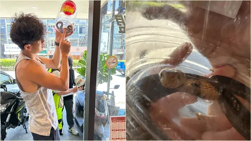 店裡闖蛇怕嚇壞客人！前職籃球星徒手抓　事後發現是眼鏡蛇