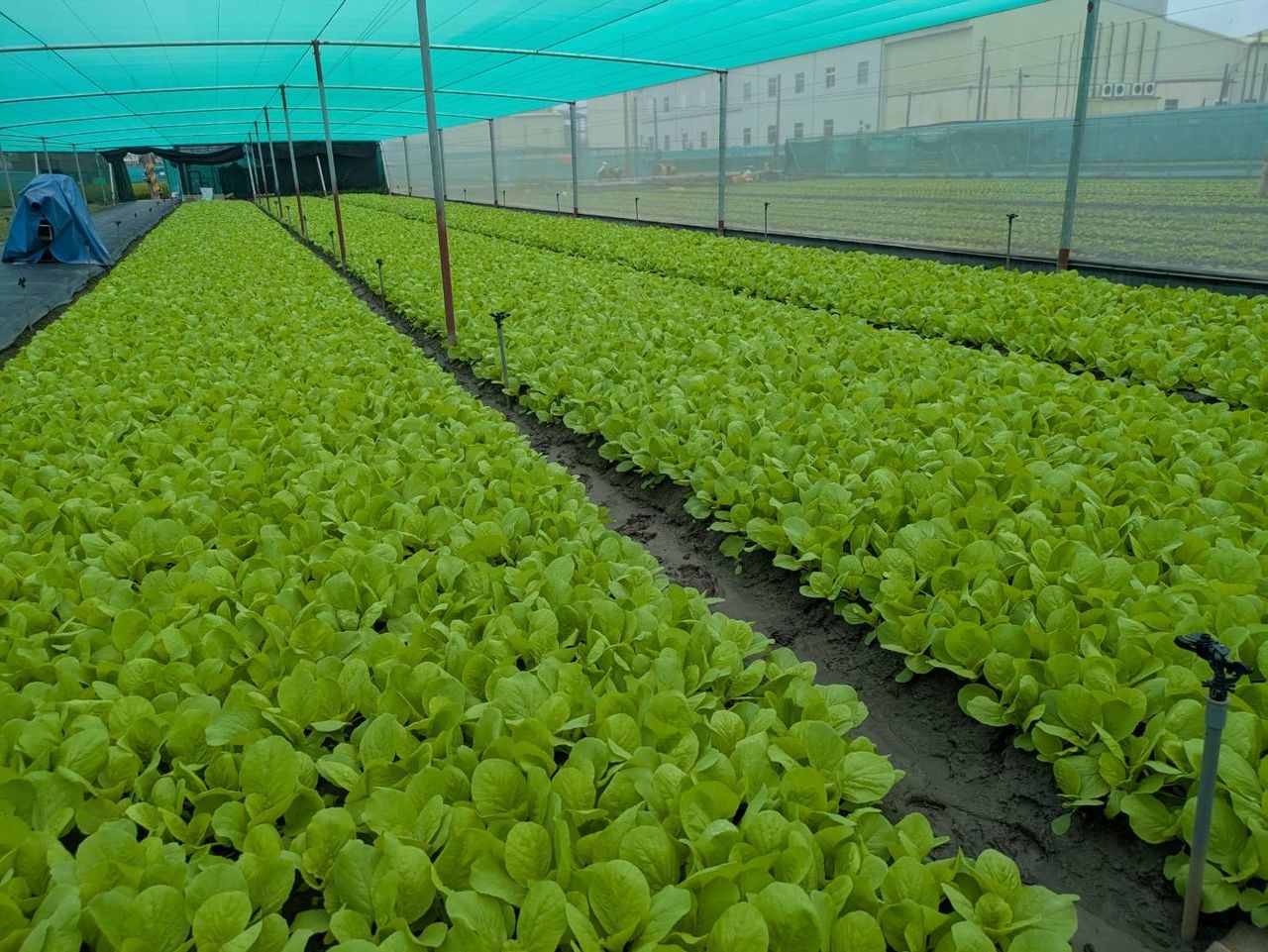 巴威颱風警報解除 農糧署:蔬菜供應逐步恢復!價格可望回穩