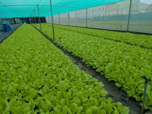 巴威颱風警報解除　農糧署：蔬菜供應逐步恢復！價格可望回穩