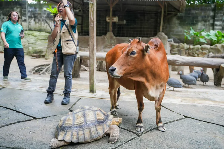 走在「城の農場」裡，可能與陸龜、黃牛等動物不期而遇。田欣雲攝影