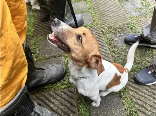 死了一隻搜救犬之後　花蓮民進黨團點出消防局最大問題