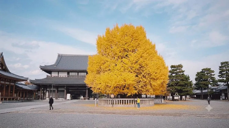 每年10月下旬至11月，西本願寺的銀杏陸續轉黃，成為旅客秋季造訪大阪不可錯過的風景。捷絲旅提供