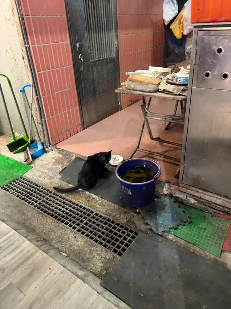 麵店在騎樓餵食流浪貓。翻攝Threads