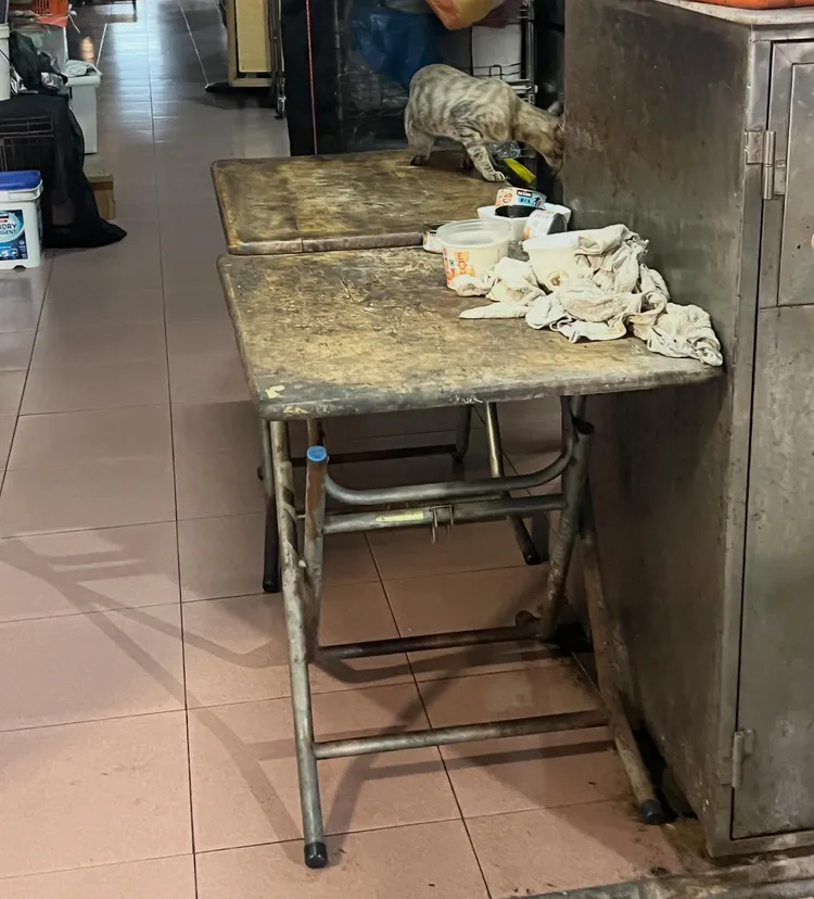 麵店在騎樓餵食流浪貓。翻攝Threads