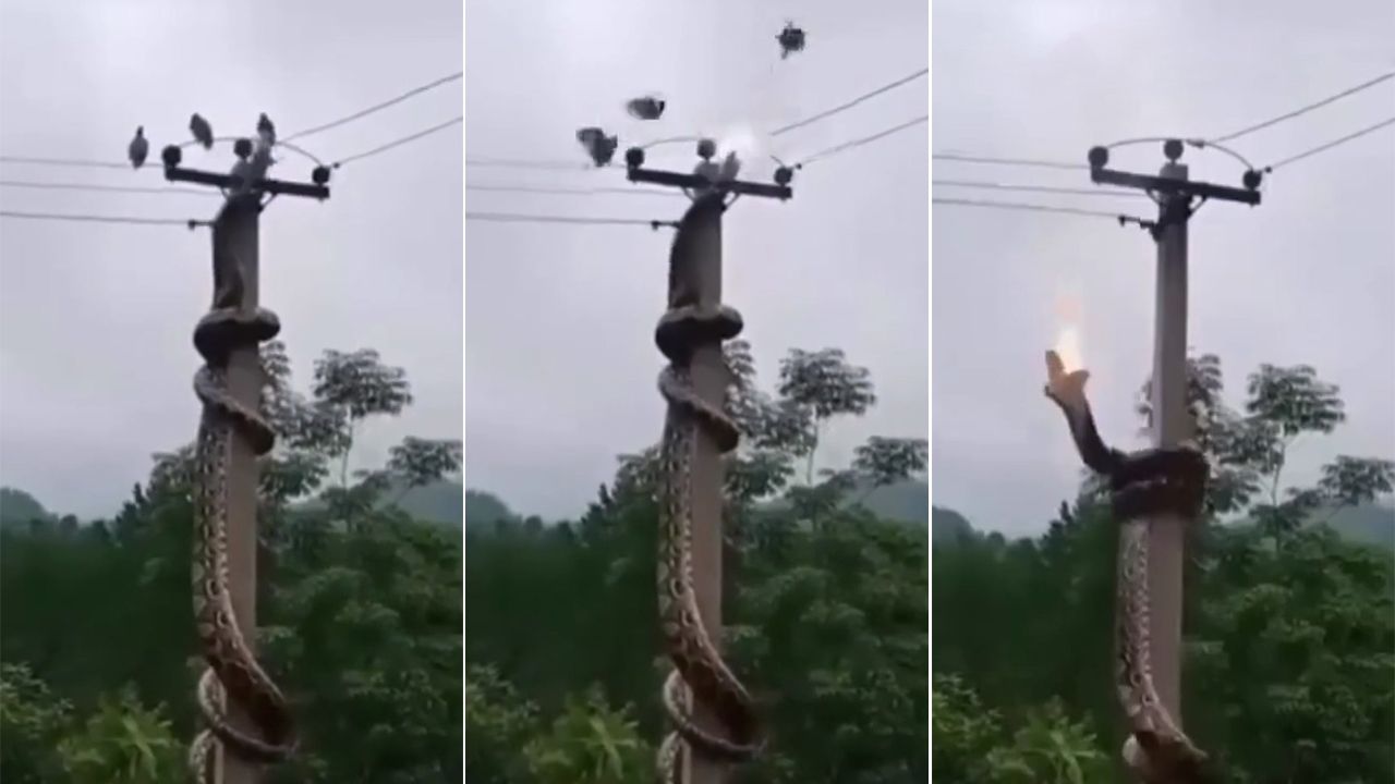 驚人影片|巨蟒偷襲電桿鴿子 獵物沒事反而獵手掛了