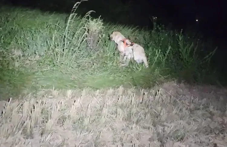 搜救犬搜尋。桃園市消防局提供