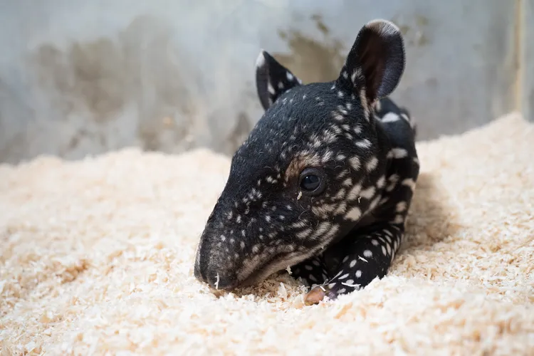 馬來貘Putri誕下女寶寶。台北市立動物園提供