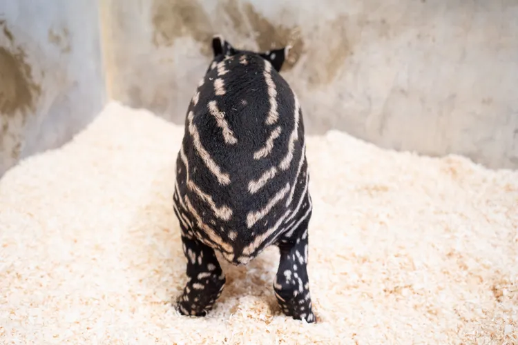 馬來貘Putri誕下女寶寶。台北市立動物園提供