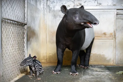 台北動物園喜迎新生命！馬來貘Putri誕下女寶寶