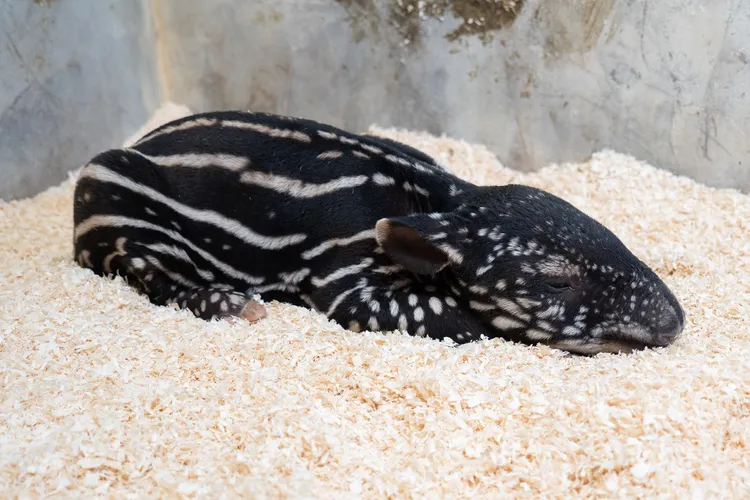 馬來貘Putri誕下女寶寶。台北市立動物園提供
