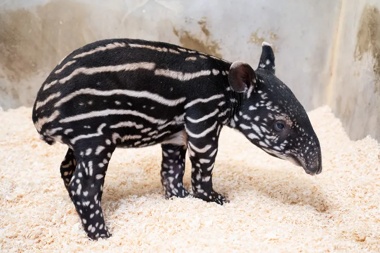 馬來貘Putri誕下女寶寶。台北市立動物園提供