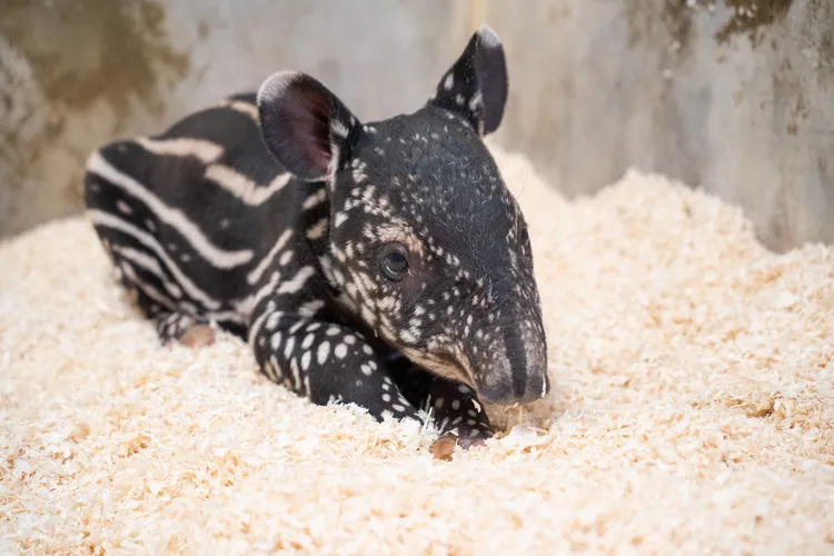 馬來貘Putri誕下女寶寶。台北市立動物園提供