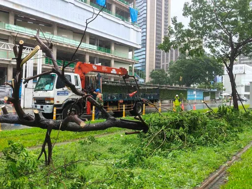 雨灌南台！高雄輕軌擦撞傾倒樹木　列車緊急煞停
