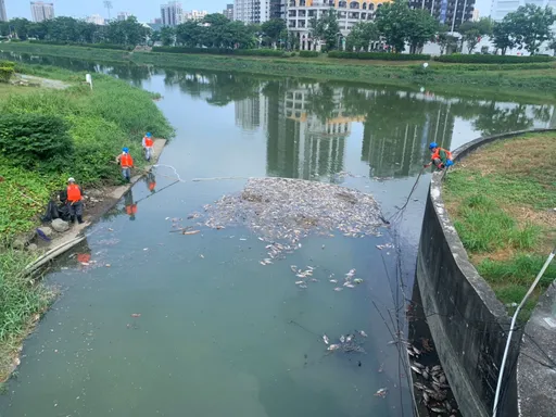 後勁溪出現魚群浮起！水利局緊急打撈　初判是這二大原因造成