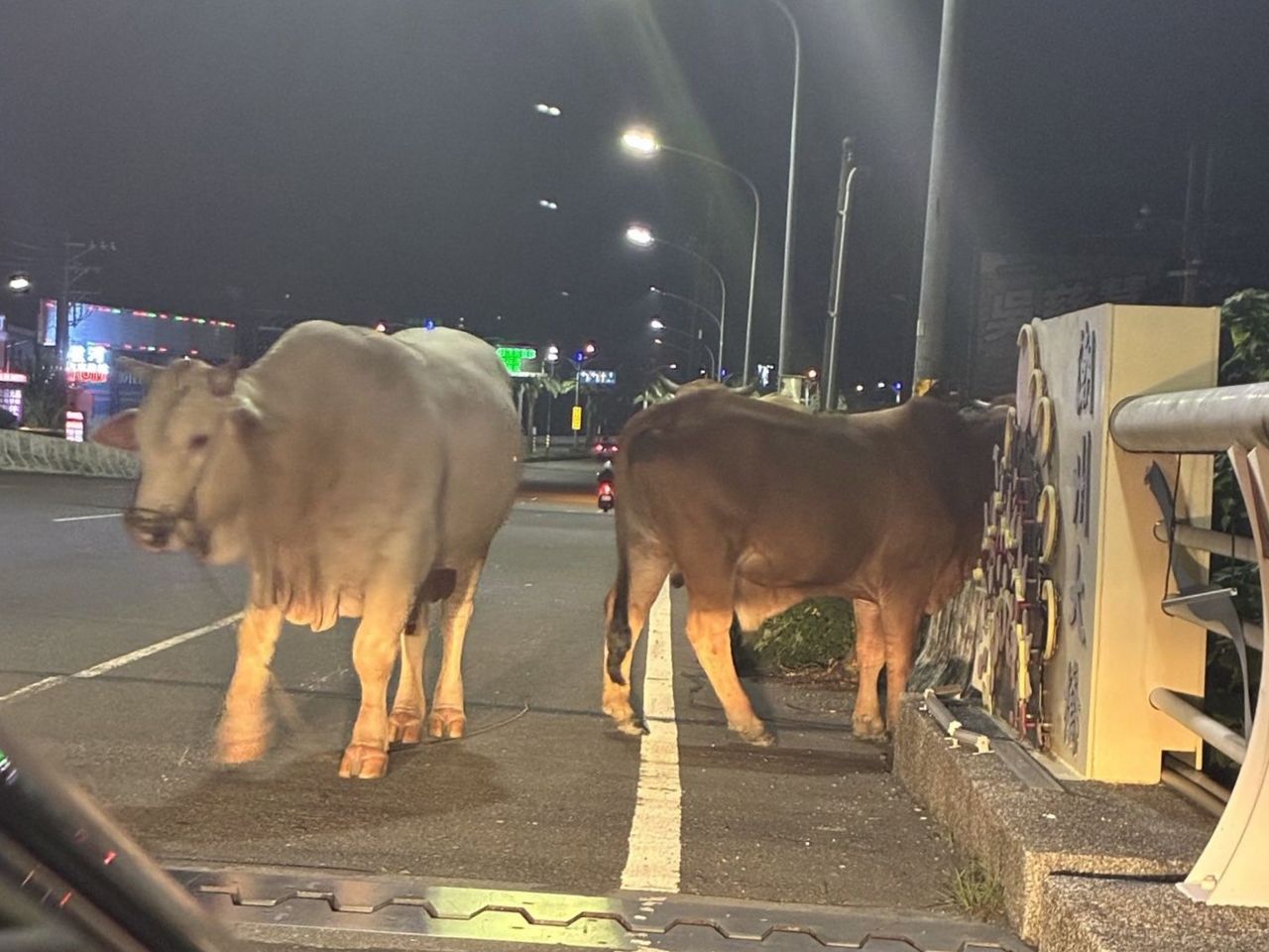 路上有牛!舊潮州大橋深夜出現2隻牛 警方急驅離