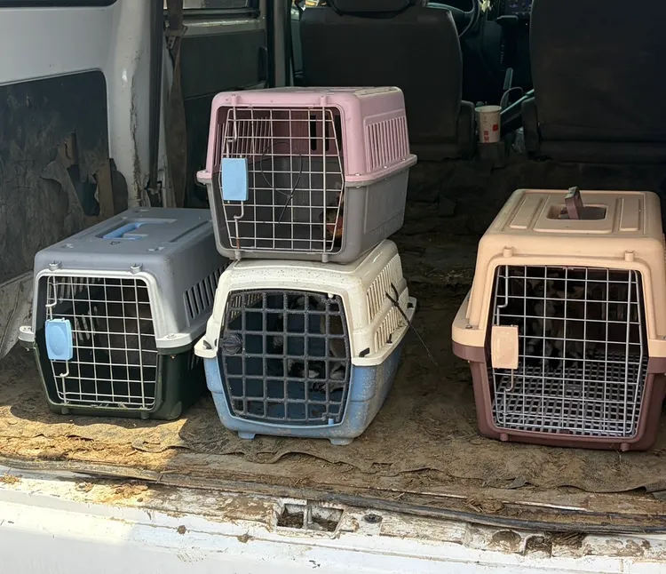 警方於後車箱查獲5隻環尾狐猴。動保處提供